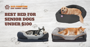 Read more about the article Best bed for senior dogs under $100