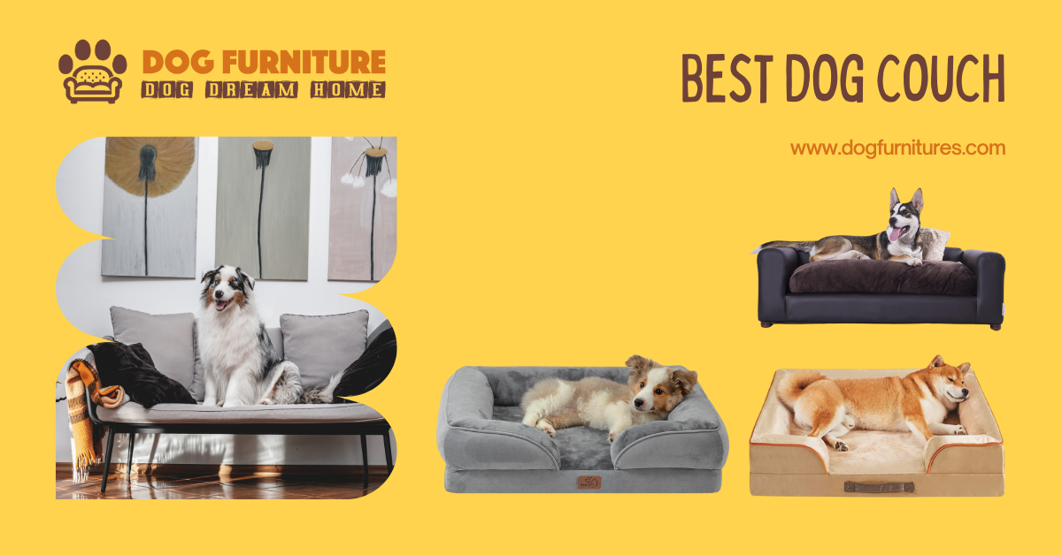 Read more about the article Best Dog Couch