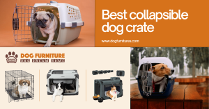 Read more about the article Best Collapsible Dog Crate