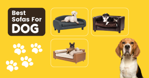 Read more about the article Best Sofas For Dogs